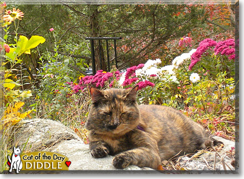 Diddle, the Cat of the Day