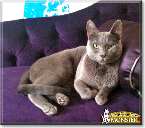 Monster, the Cat of the Day