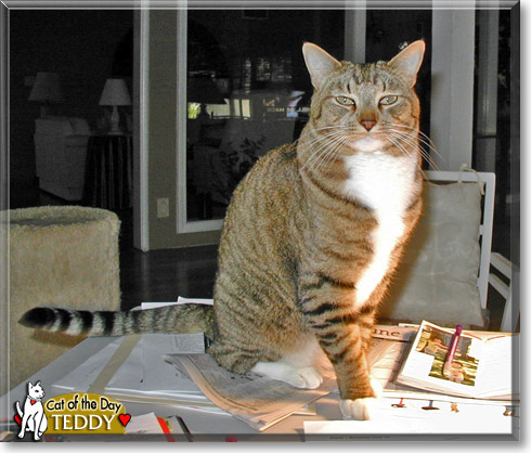 Teddy, the Cat of the Day