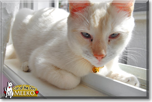 Meeko, the Cat of the Day