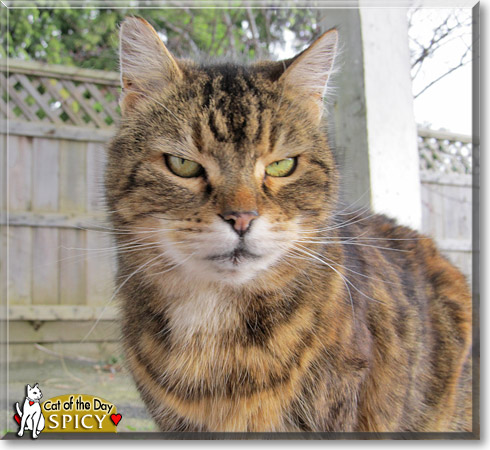 Spicy, the Cat of the Day