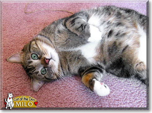 Milo, the Cat of the Day