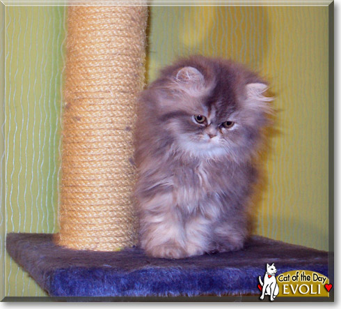 Evoli, the Cat of the Day