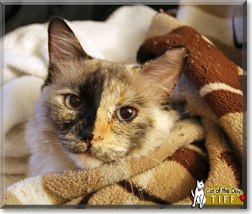 Tiffany, the Cat of the Day