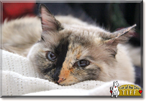 Tiffany, the Cat of the Day