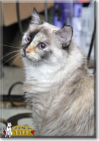 Tiffany, the Cat of the Day