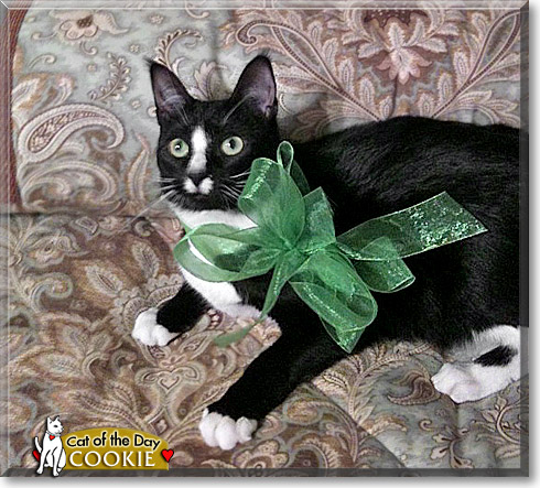Cookie, the Cat of the Day