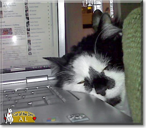 Al, the Cat of the Day