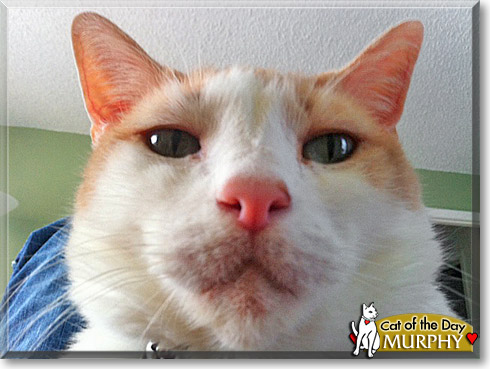 Murphy, the Cat of the Day
