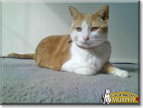 Murphy, the Cat of the Day