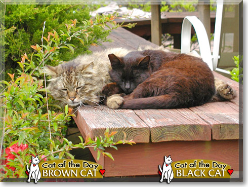 Brown Cat, Black Cat, the Cat of the Day