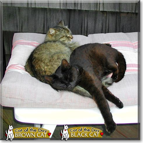 Brown Cat, Black Cat, the Cat of the Day
