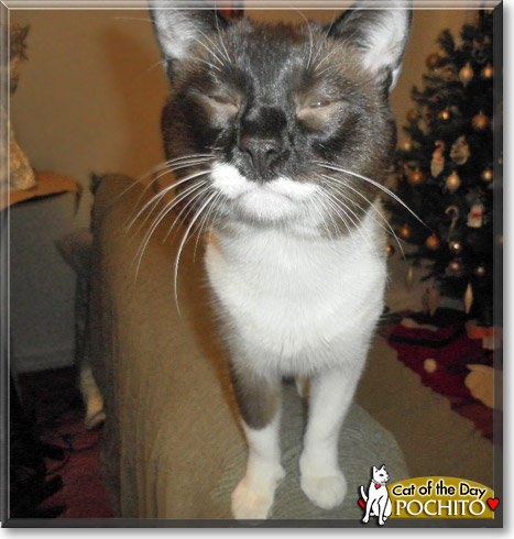 Pochito, the Cat of the Day