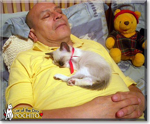 Pochito, the Cat of the Day