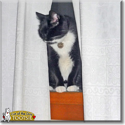 Tootsie, the Cat of the Day