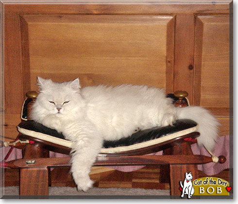 Bob, the Cat of the Day