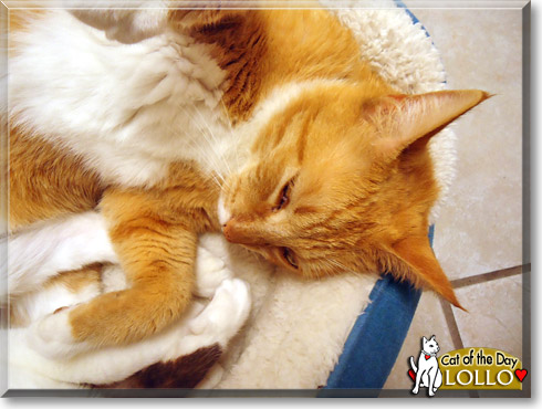 Lollo, the Cat of the Day