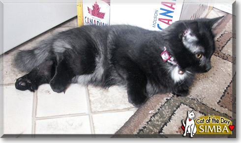 Simba, the Cat of the Day