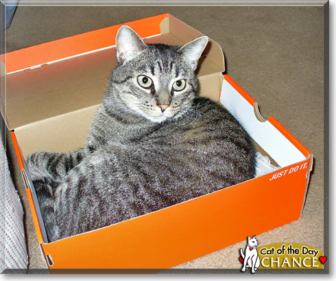 Chance, the Cat of the Day