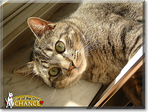 Chance, the Cat of the Day