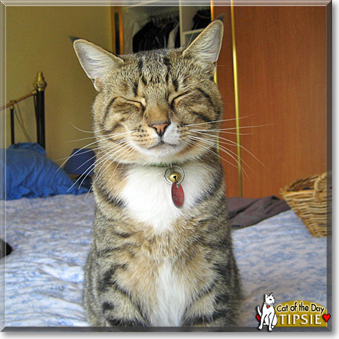 Tipsie, the Cat of the Day