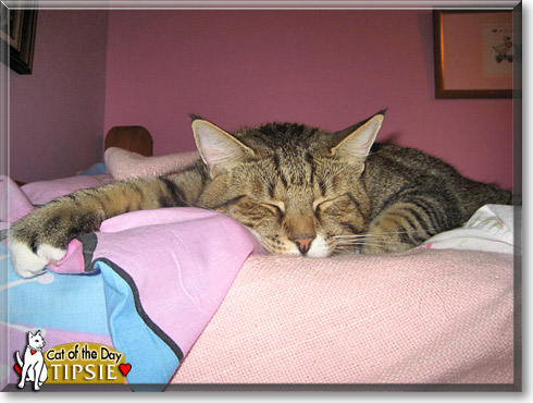 Tipsie, the Cat of the Day