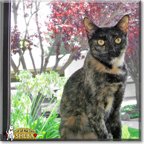 Sheba, the Cat of the Day