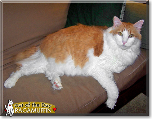 Ragamuffin, the Cat of the Day