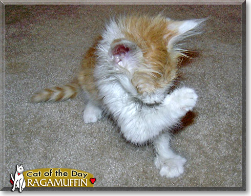 Ragamuffin, the Cat of the Day