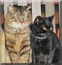 Brown Cat, Black Cat