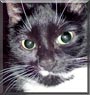 Tootsie