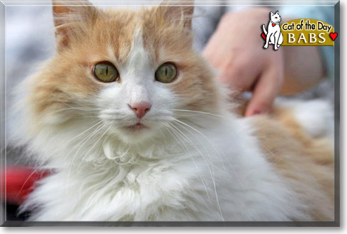 Babs, the Cat of the Day