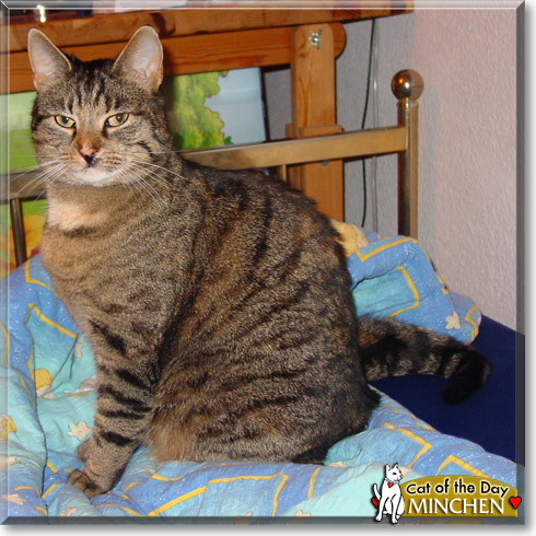 Minchen, the Cat of the Day