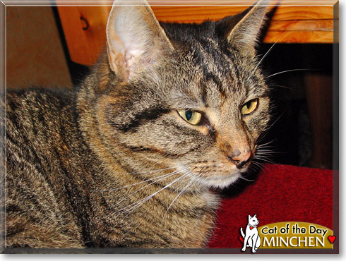 Minchen, the Cat of the Day