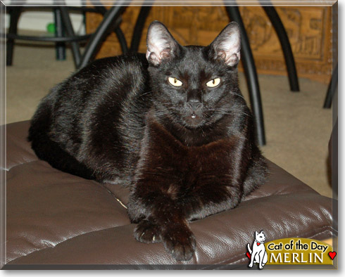 Merlin, the Cat of the Day