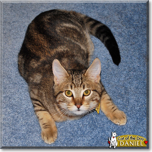 Daniel, the Cat of the Day