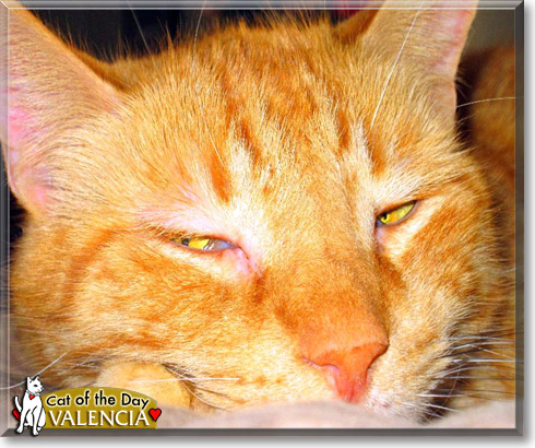 Valencia, the Cat of the Day