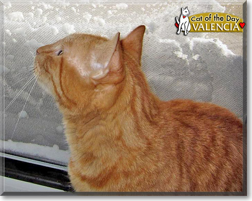 Valencia, the Cat of the Day