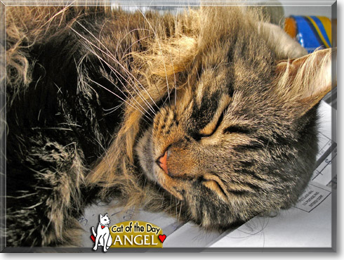 Angel, the Cat of the Day