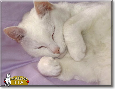 Tia, the Cat of the Day