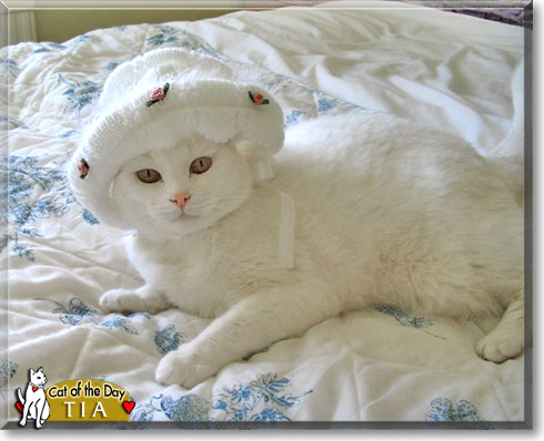 Tia, the Cat of the Day