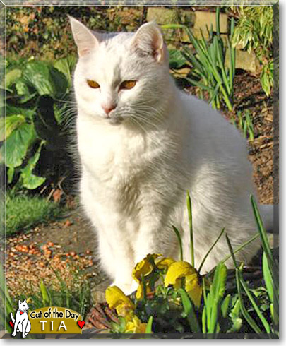 Tia, the Cat of the Day