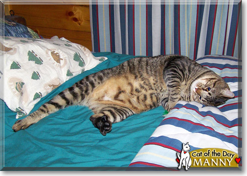 Manny, the Cat of the Day