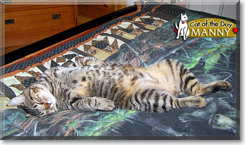 Manny, the Cat of the Day