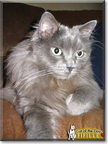 Fifille, the Cat of the Day