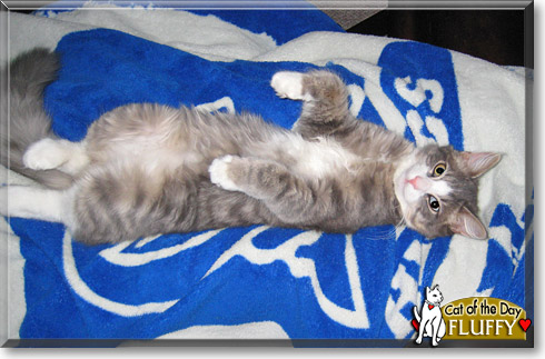 Fluffy, the Cat of the Day