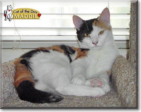 Maddie, the Cat of the Day