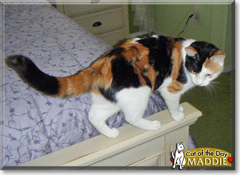 Maddie, the Cat of the Day