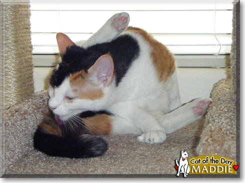 Maddie, the Cat of the Day