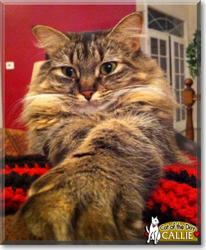 Callie, the Cat of the Day